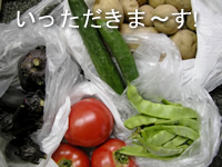 050801natsuyasai.jpg