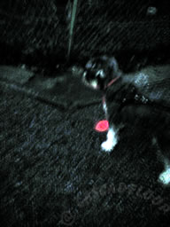 071029_0043.jpg